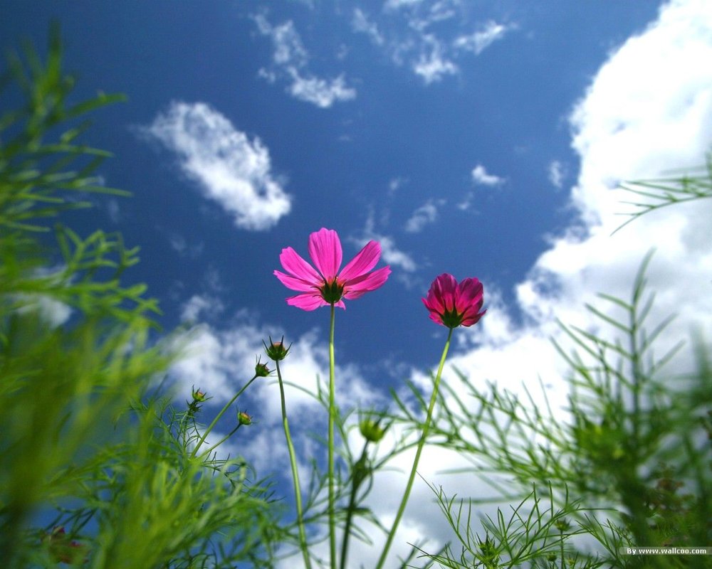 Космея дваждыперистая