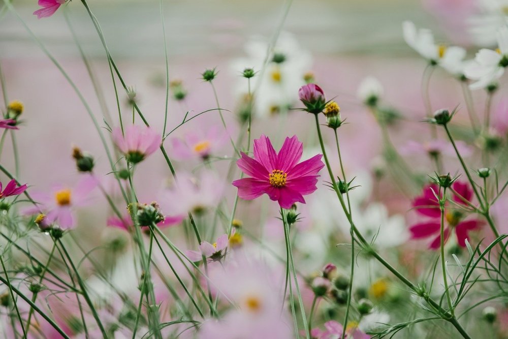 Космея фотообои