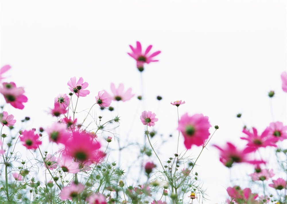 Космея на черном фоне