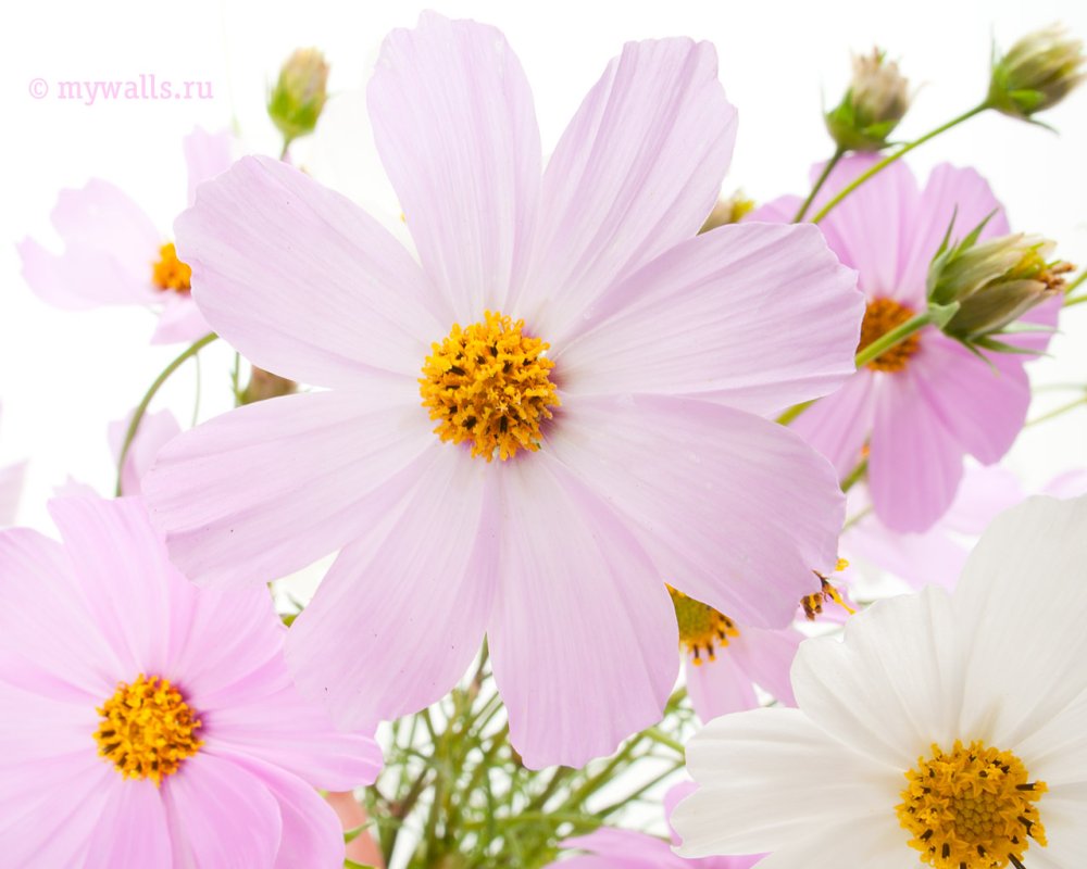 Рамки для открыток с полевыми цветами