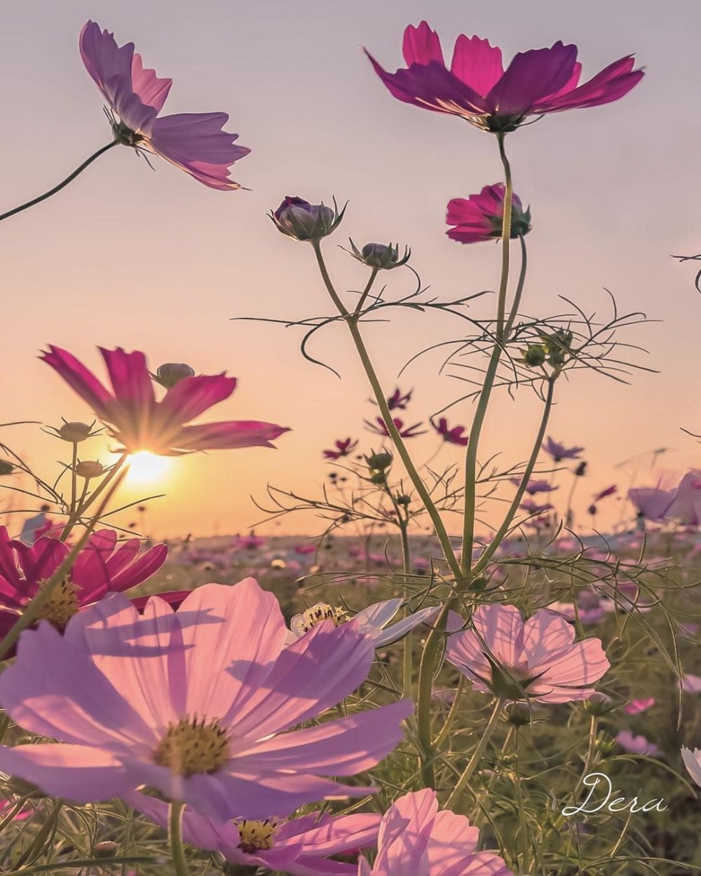 Космея на фоне голубого неба