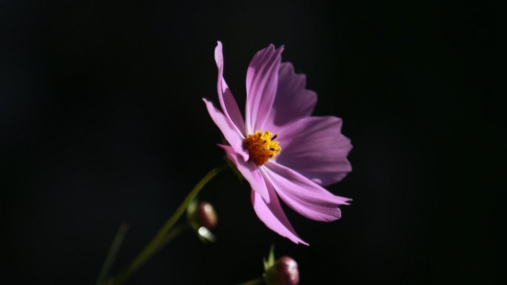 Космея Ариадна