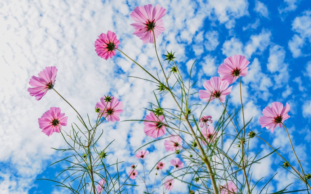 Сиреневые космеи фото