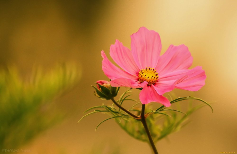 Космея белая лепесток