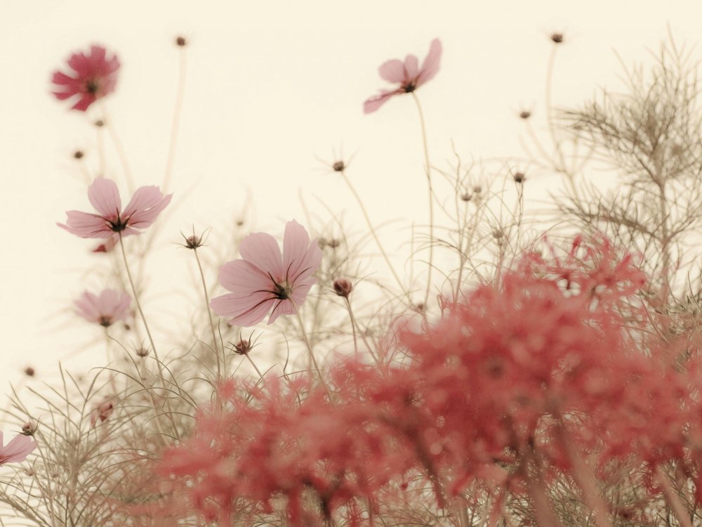 Космея розовый Шик