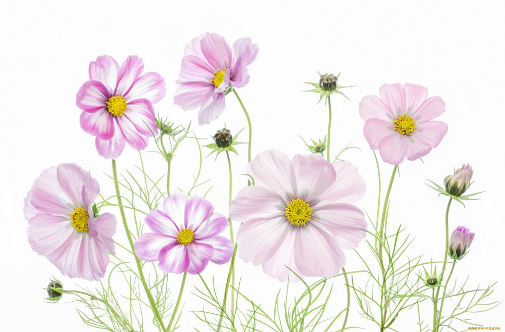 Полевые цветы на белом фоне