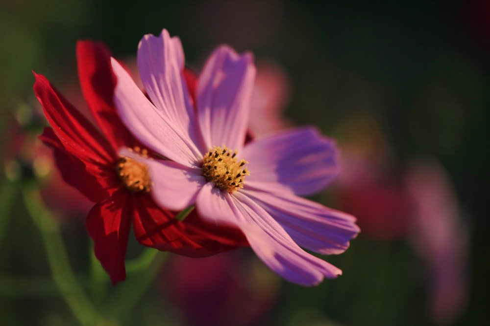 +Скинали +космея