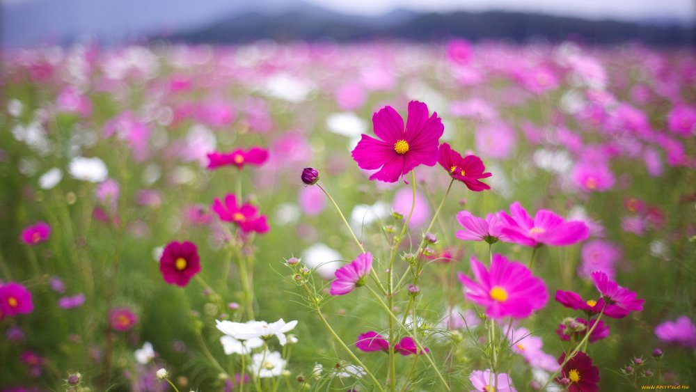 Космея Луговая