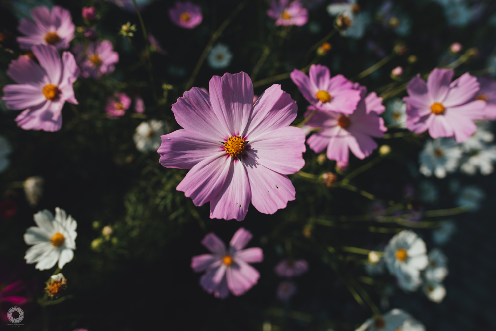 Ткань космея