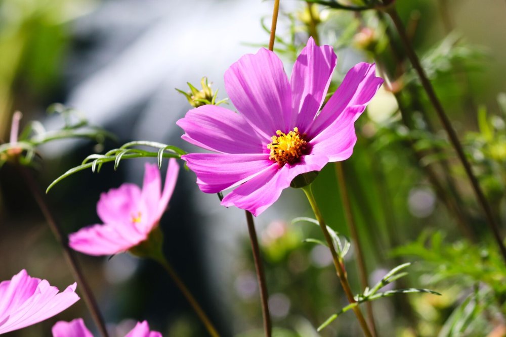 Черная космея цветок