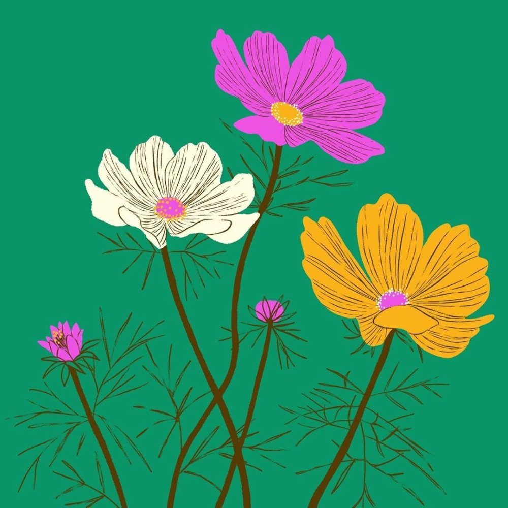 Цветок космея белый