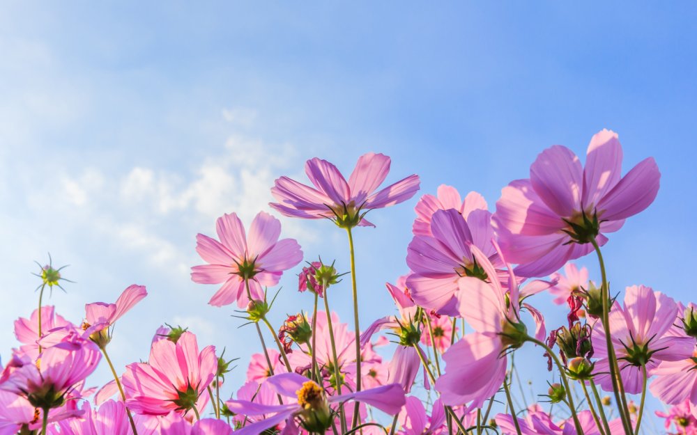 Космея сиреневая