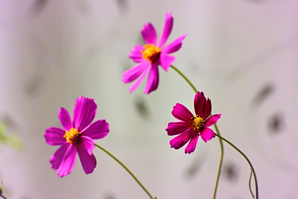 Девочка и космеи цветы