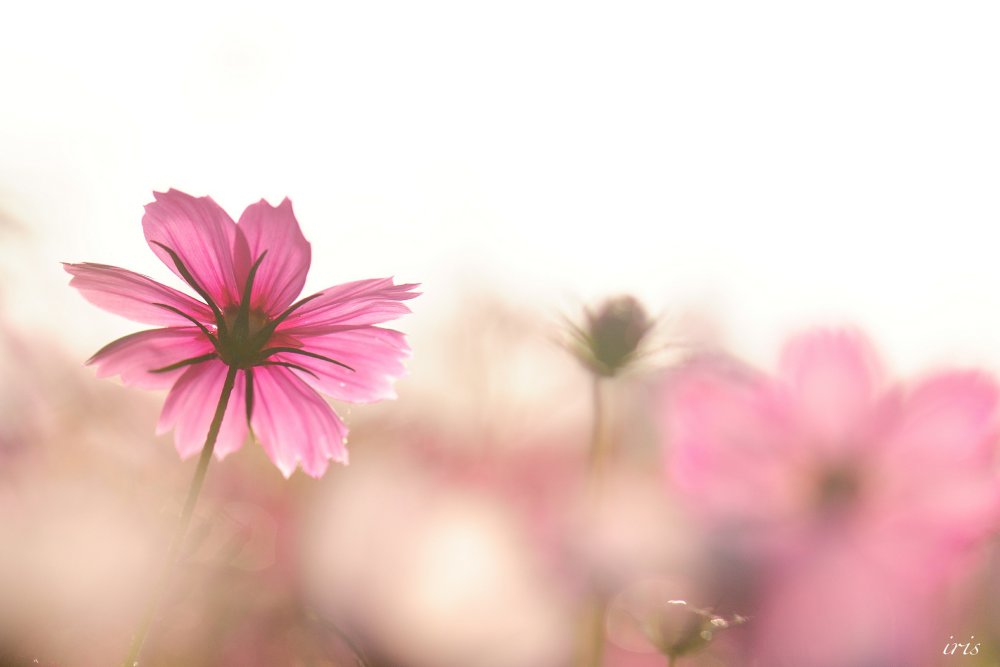 Космея цветок мечта