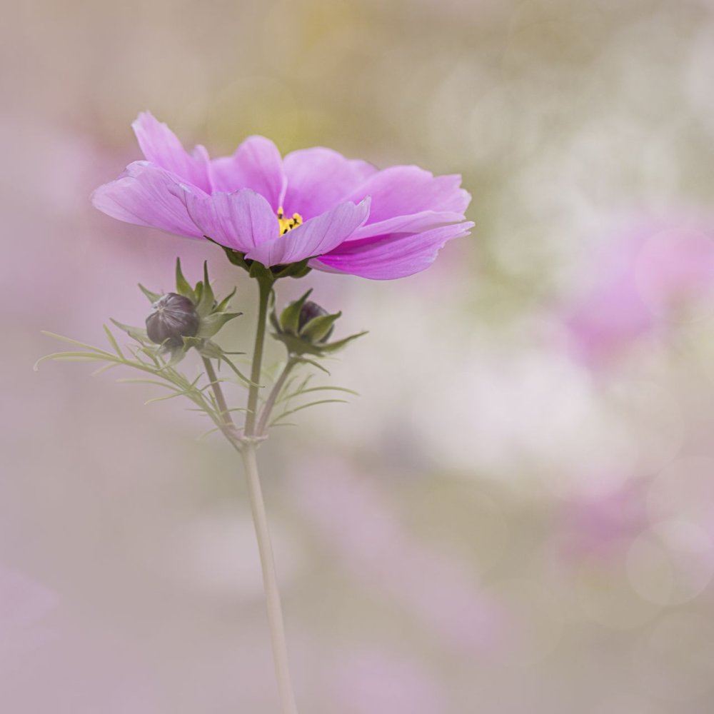 Космея белая букет