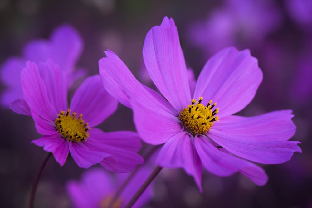 Биколорная космея