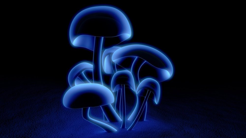 Синие светящиеся грибы