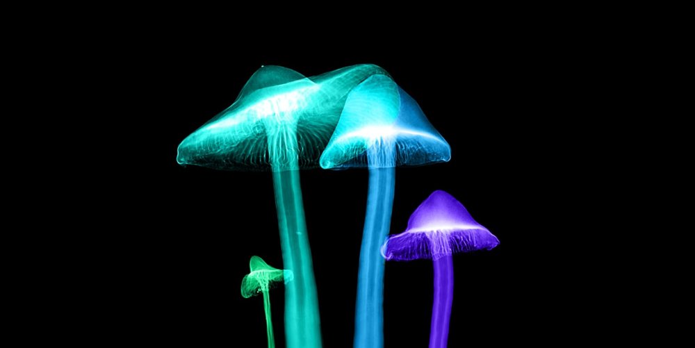 Люминесцентные грибы