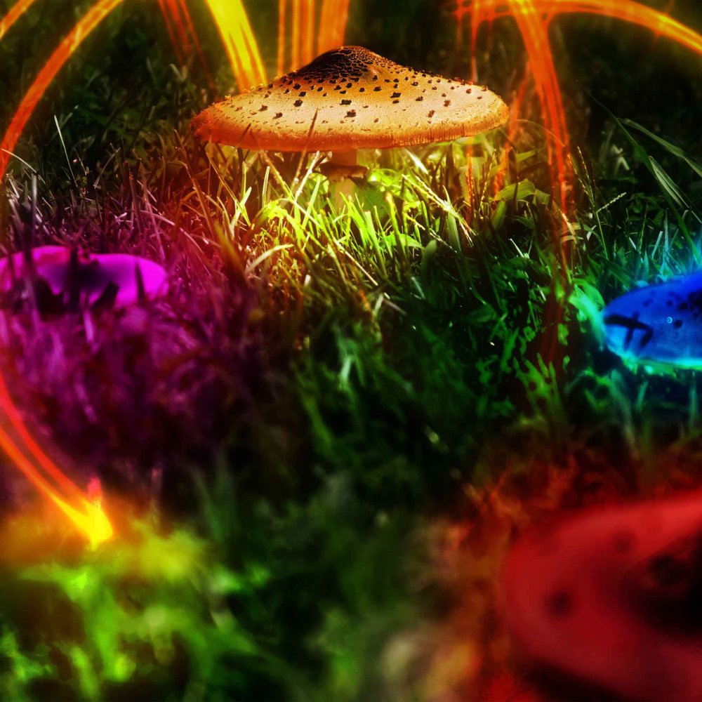 Психоделия Форест