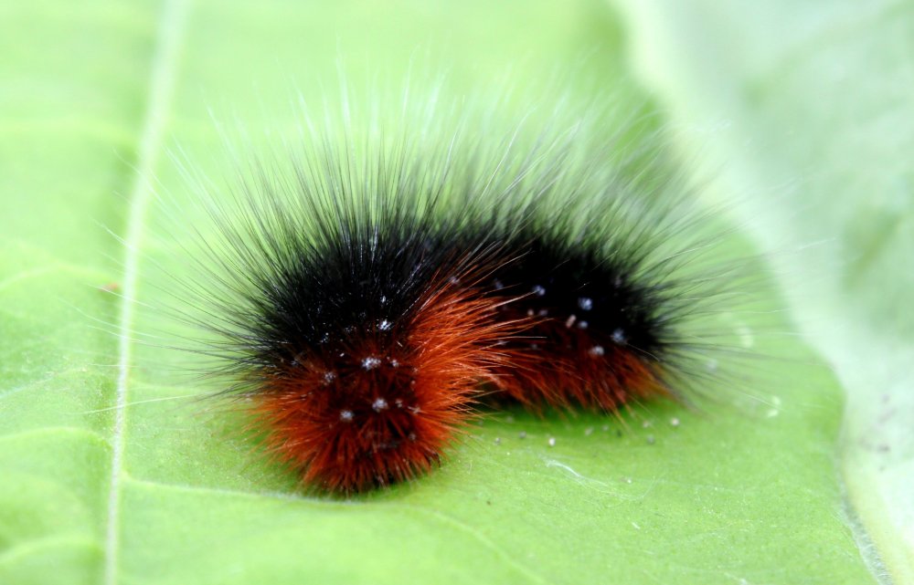 Гусеница многоножка