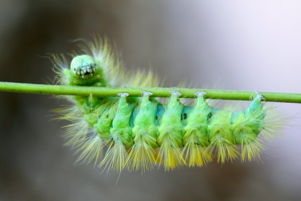 Mawakha Caterpillar