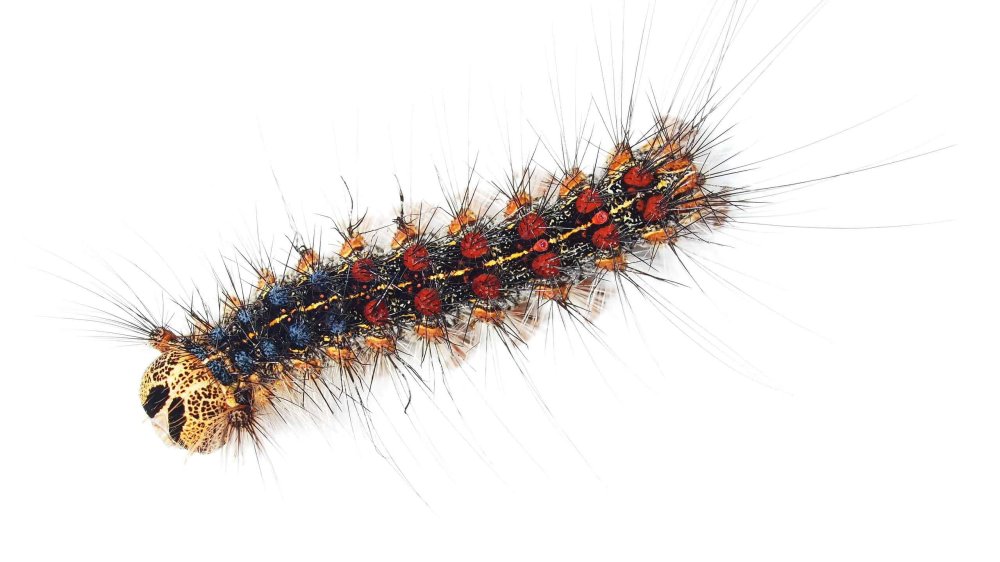 Гусеница пушистая на белом фоне