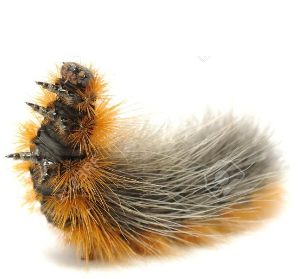 Волосатая гусеница