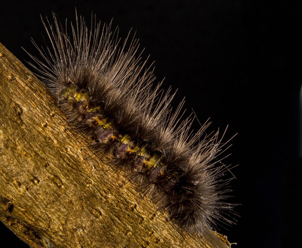 Коричневая гусеница Мещерский