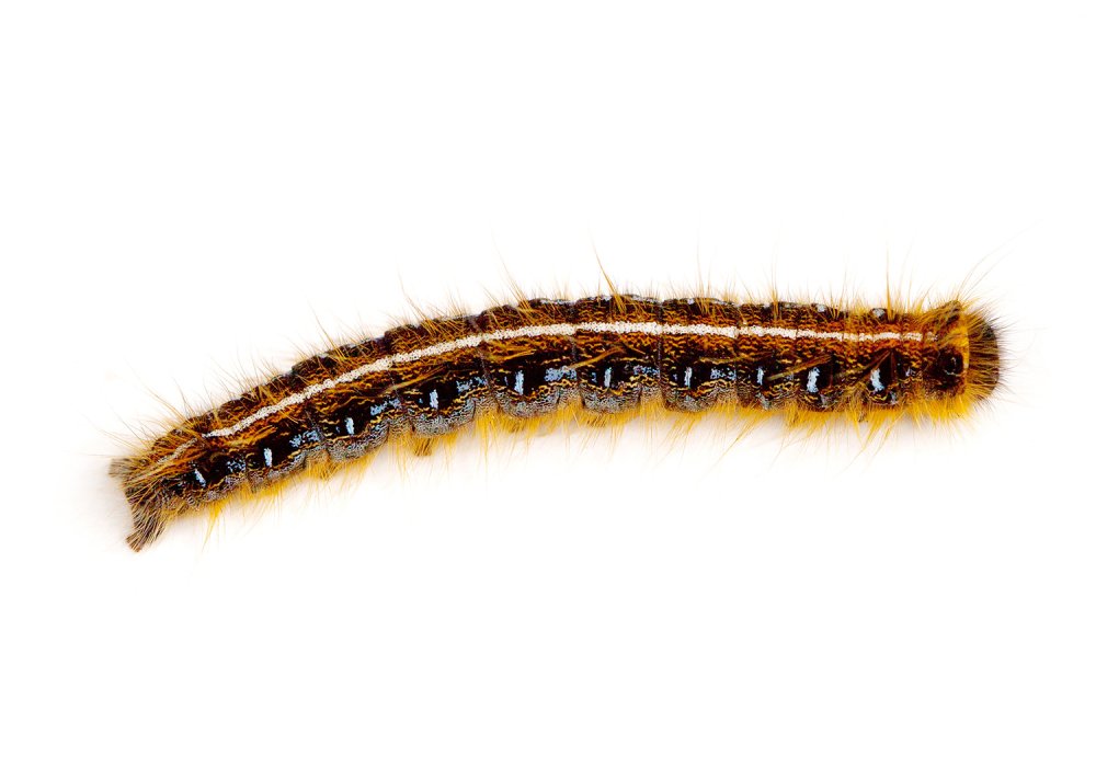Malacosoma americanum гусеница шатра Восточная