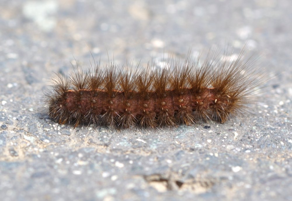 Гусеница Макросъемка