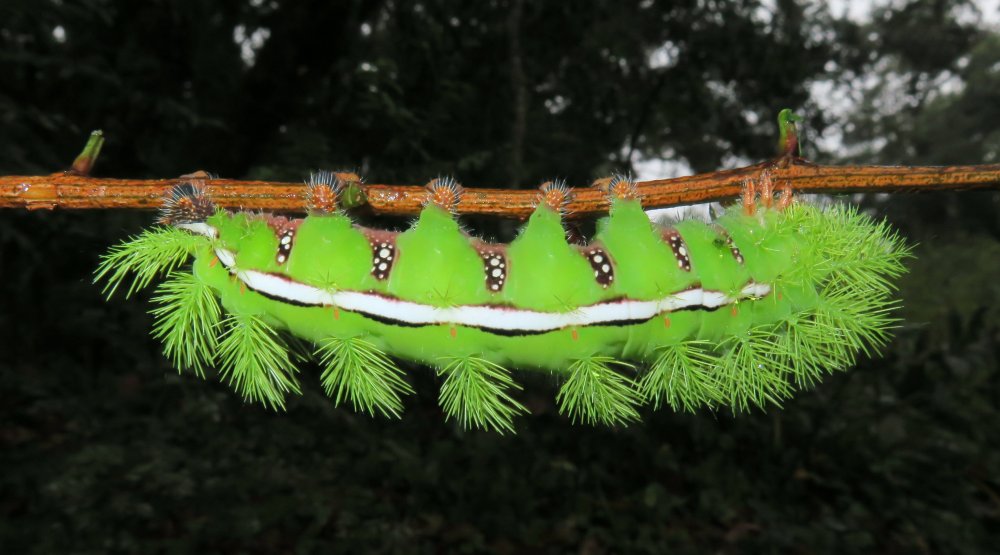 Гусеница черно белая