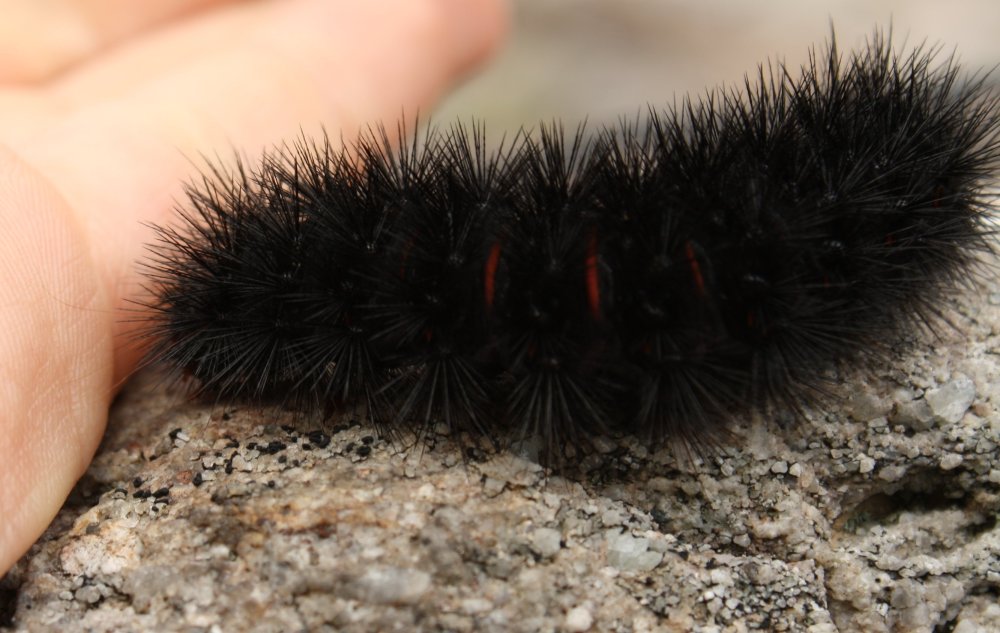 Гусеница волосатик бабочка