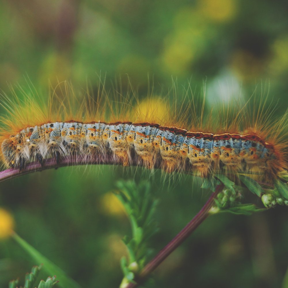 Гусеница с белым сверху