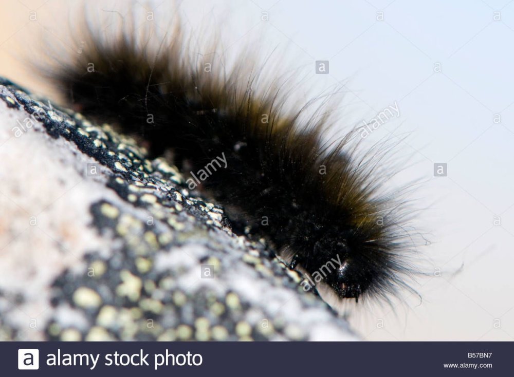 Гусеница волосатик