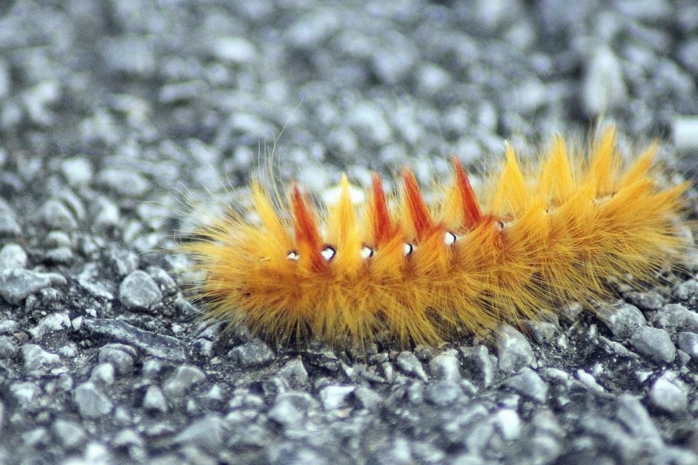 Большая мохнатая гусеница