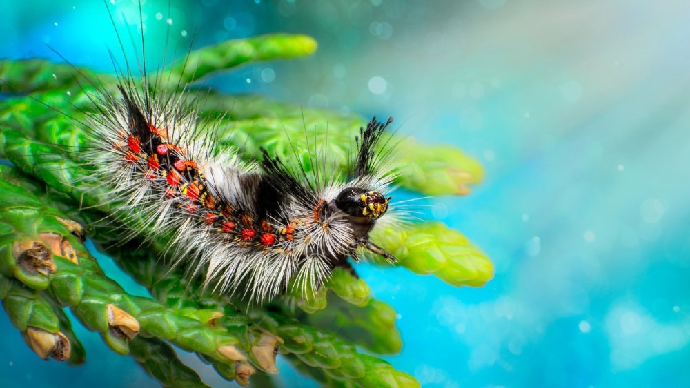 Гусеница пушистая Катерпиллар