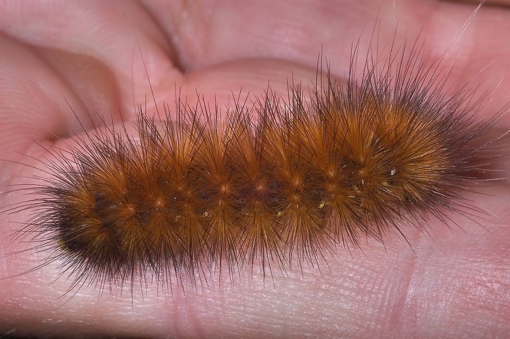 Серая мохнатая гусеница