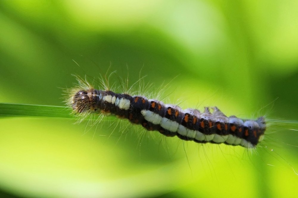 Лономия гусеница бабочка