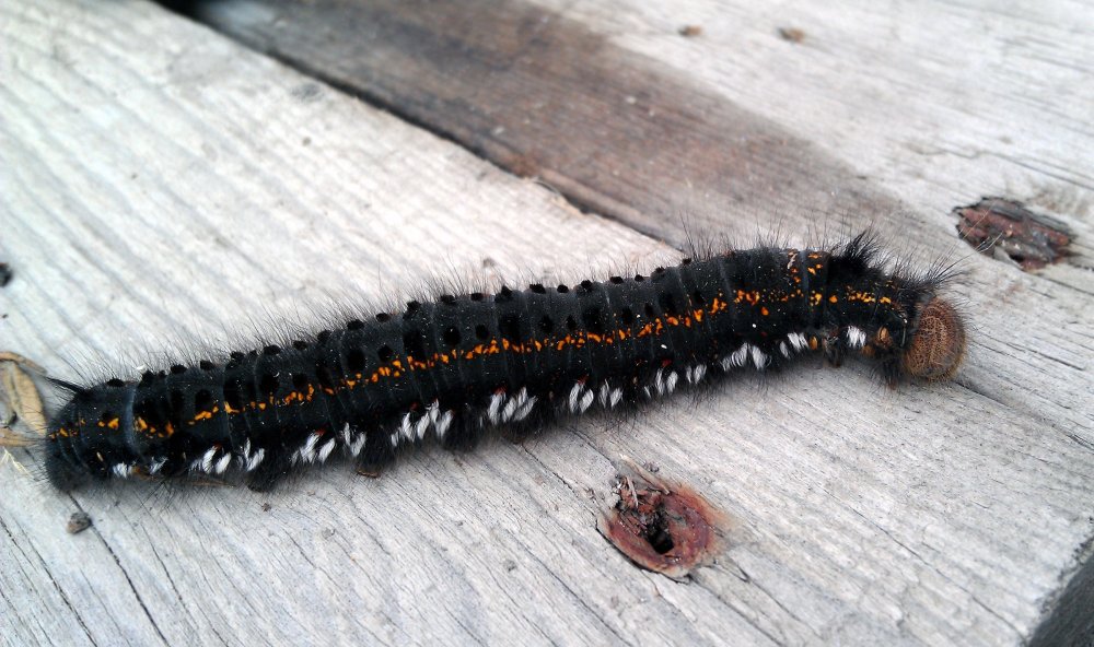Black Caterpillar чёрная гусеница