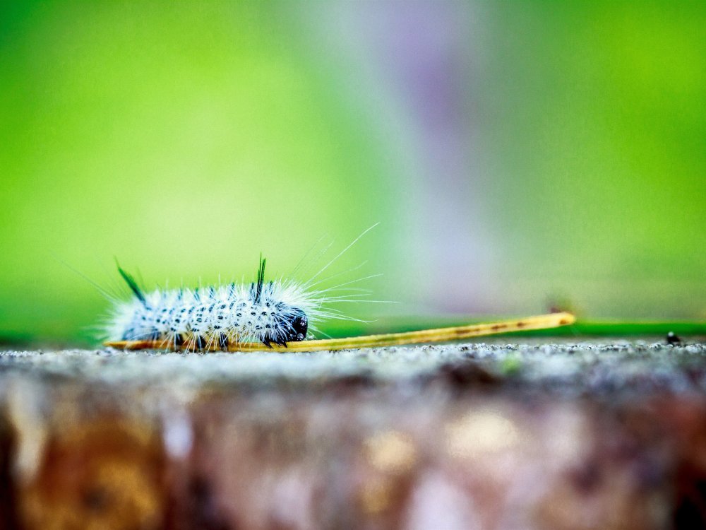 Гусеница Mycalesis Gotama