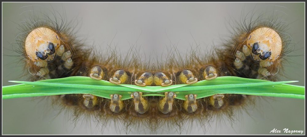 Гусеница волосатик