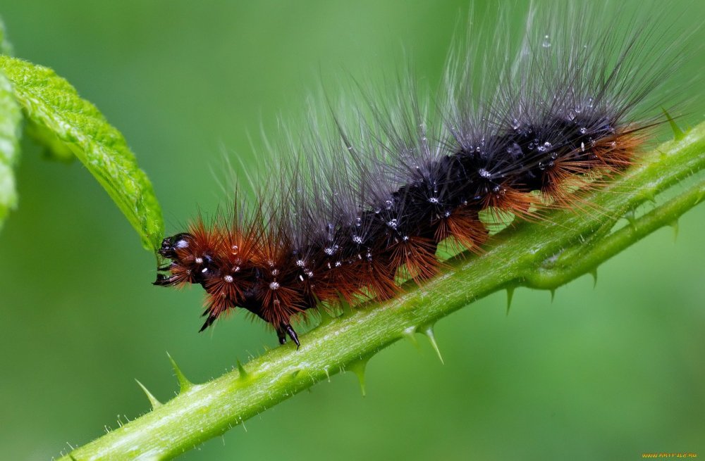 Гусеница волосатик бабочка