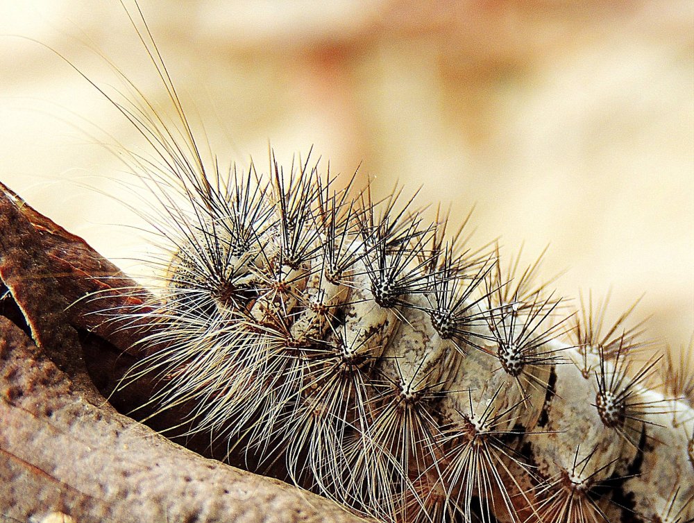 Гусеница волосатик черная