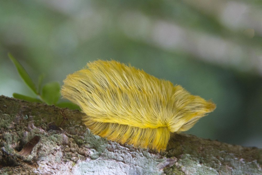 Гусеница волосатик