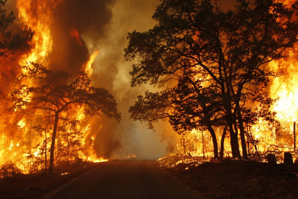 Горящий лес