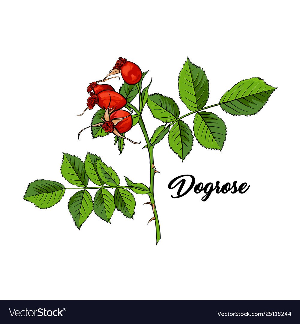 Шиповник рисунок вектор