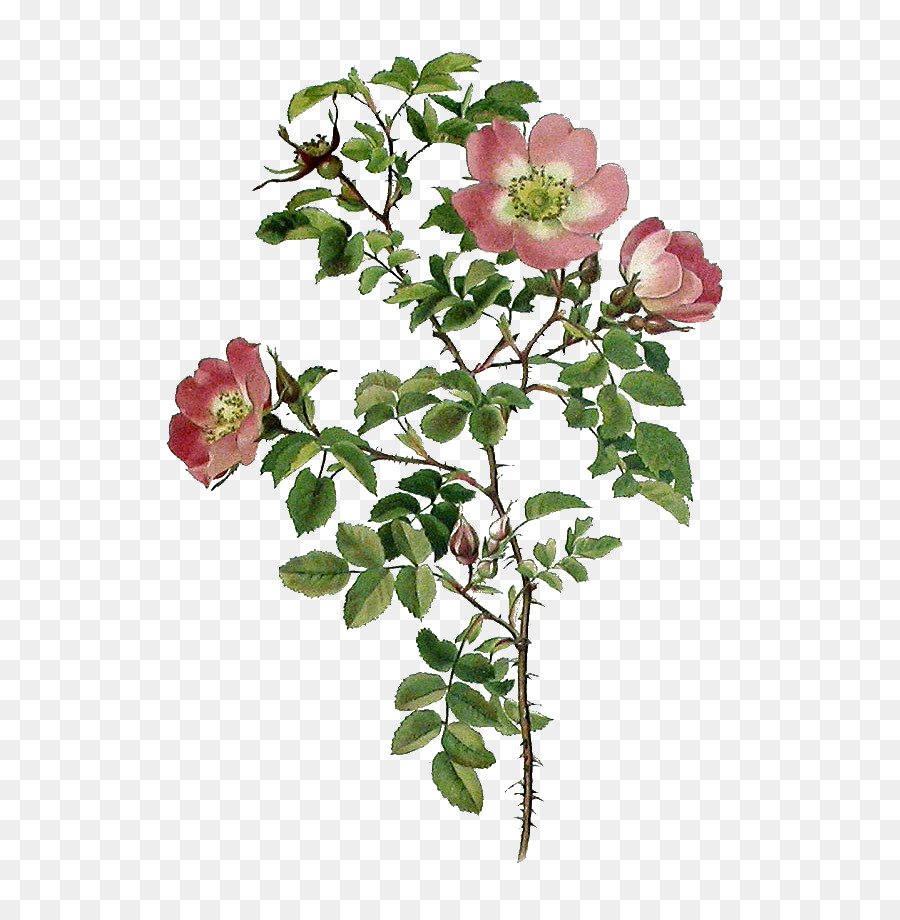 Ветки шиповника на Розе