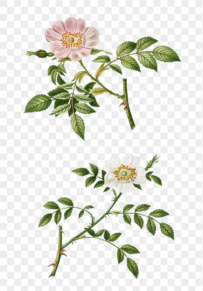 Куст шиповник Кубани