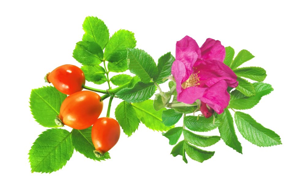 Шиповник ягоды