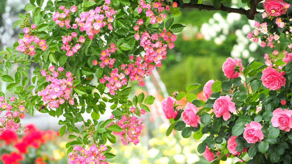 Розовый куст шиповник роза